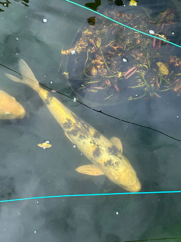 Three koi carp