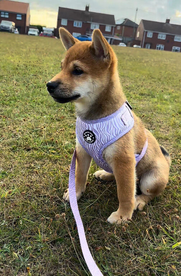 Japanese Shiba Inu puppies