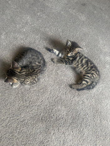 Kittens