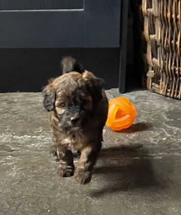 Gorgeous Jackappoo puppies