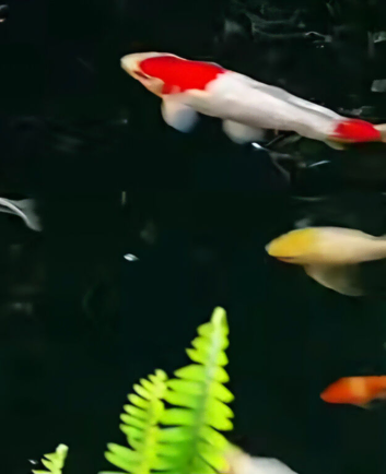Koi carp