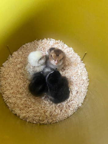 Chicks at Barking & Dagenham