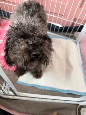Dachshund x cavapoo