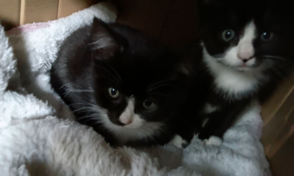 2 black and white kittens.. gone subject to collection