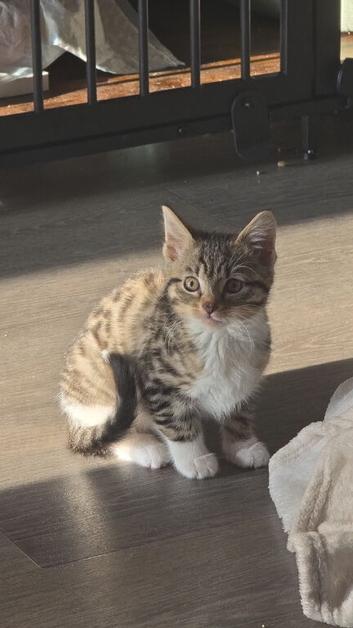 Female tabby kitten