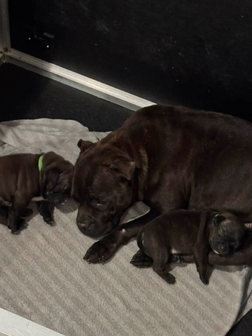 Brindle & white Kc registered Staffordshire bull terrier