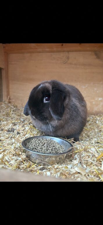 Sable mini lop