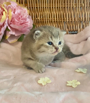 BEAUTIFUL BSH KITTENS