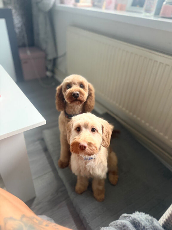 Cockapoo pups due in October