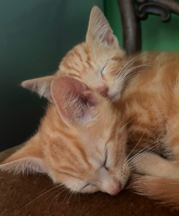 Gorgeous Kittens