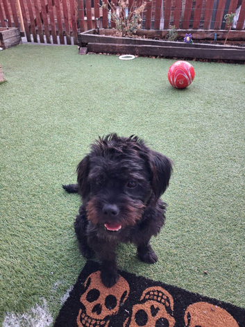 Frenchiepoo Rehome