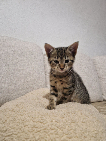 kitten