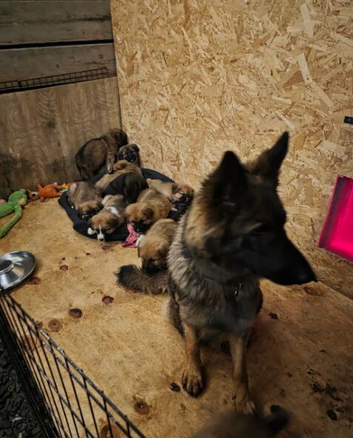 Premium German Shepherd Puppies &ndash; Intelligent, Loyal & Well-Socialised