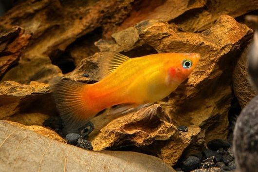 Free fish