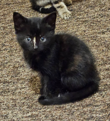 Black female kitten