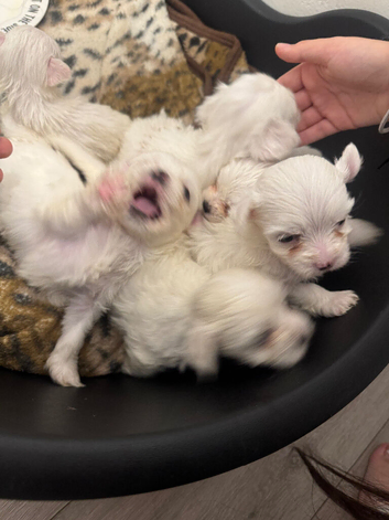 Bichon Maltese for sale