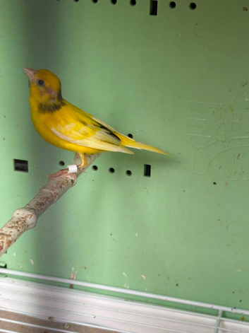 Good canary there for sale best canary I&rsquo;ve had