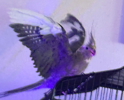 1 year old cockatiel and cage