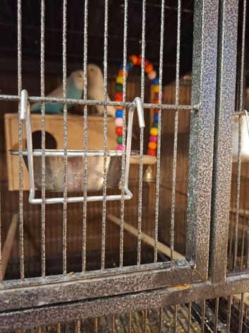 Bonded pair.of budgies