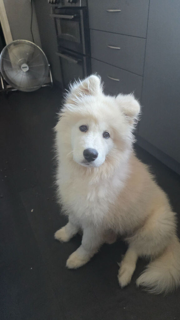 Beautiful Samoyed