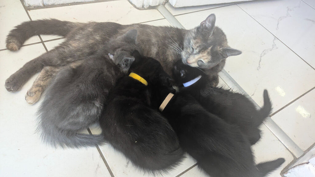 8 week old kittens