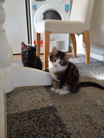 Kittens