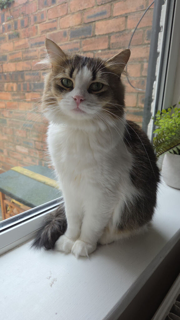 Rehoming my cat