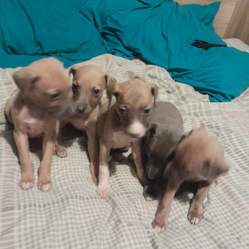 Whiggy....Whippet x Italian greyhound puppies