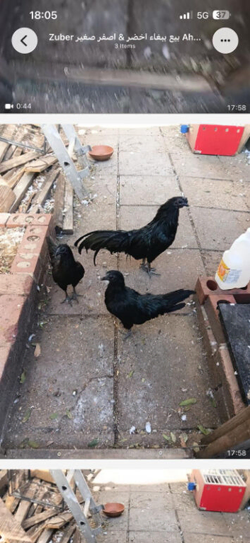 Sumatra chicken for sale