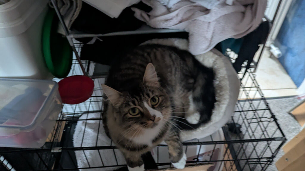 Long haired tabby mix
