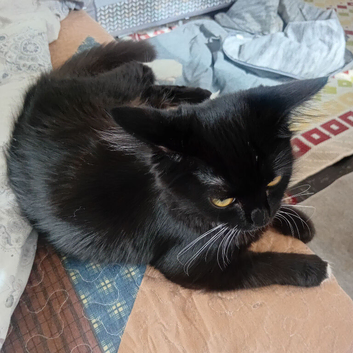 Kitten