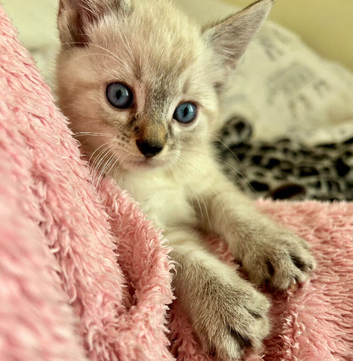 Beautiful kittens