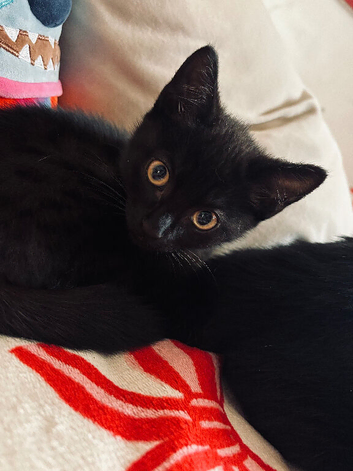 2 beautiful kittens looking for their new