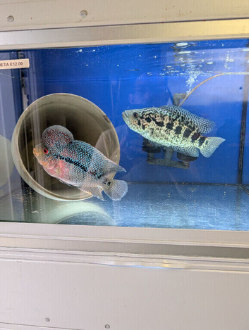 Fish for sale or swaps