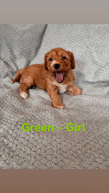Last female Cockapoo puppy