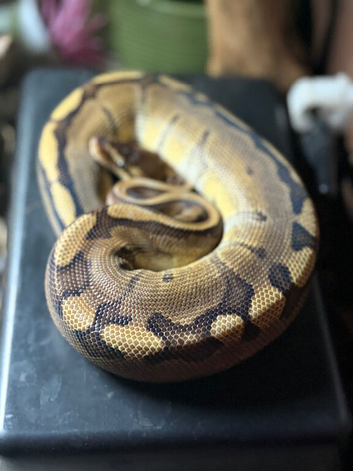Genetic Stripe Het Axanthic With Paradoxing