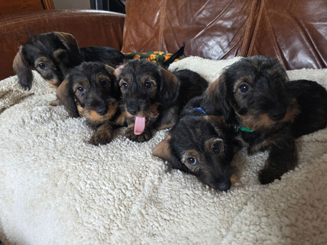 Five miniature Wire Haired Dachshund puppies