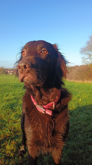 Stud dog Liver flat coated retriever for stud &pound;500 stud fee