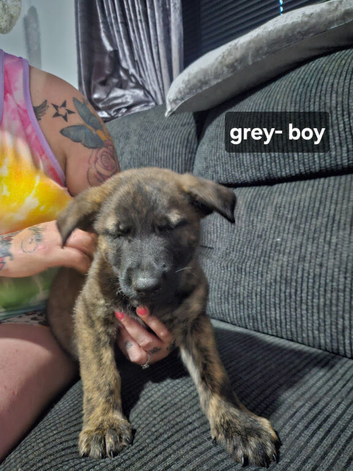 Dutch shepherd cross german shepherd puppies for sale