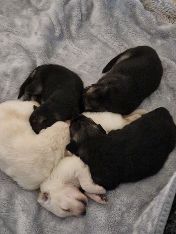 Beautiful litter of Long coated German Shepherd puppies