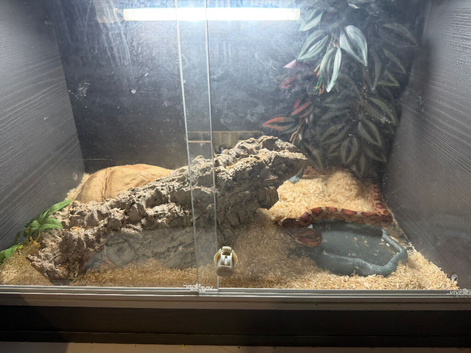 Female corn snake