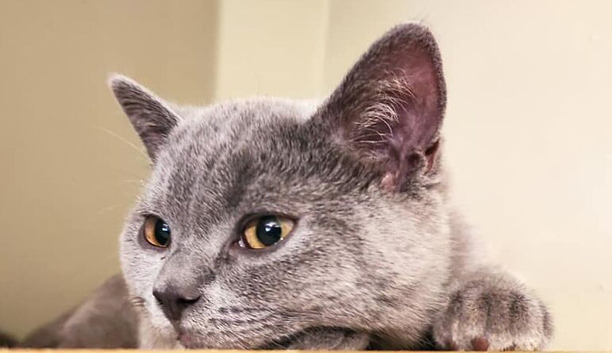 British Shorthair Female Fixed Sappho.