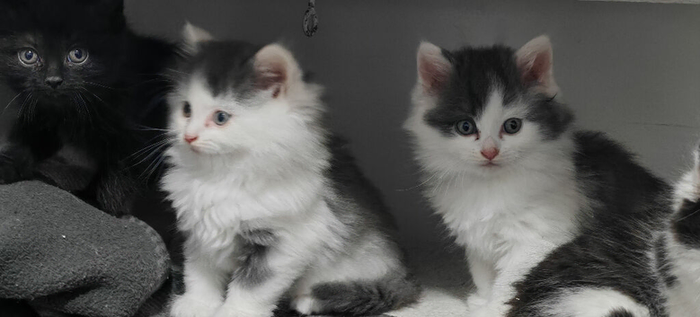 Adorable PersianX Kittens.Read description