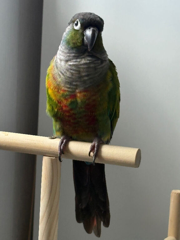 Green cheeked conure