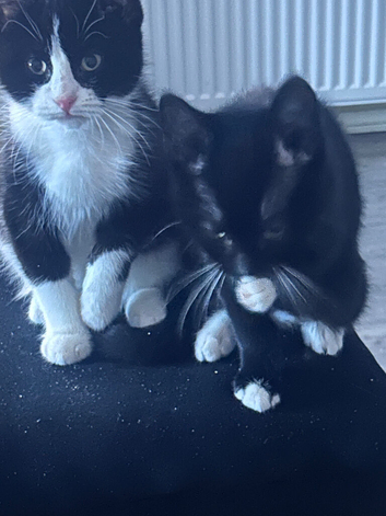 two beautiful black white one one black beautiful brothers
