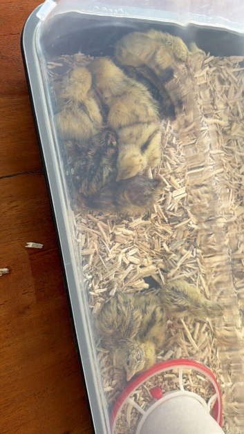 Quail chicks