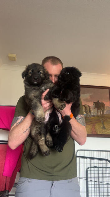 German Shepherd Puppies for sale