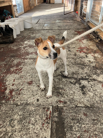 jack Russel girl