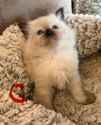 ***All Reserved *** Beautiful ragdoll kittens, 2 boys and 2 girls