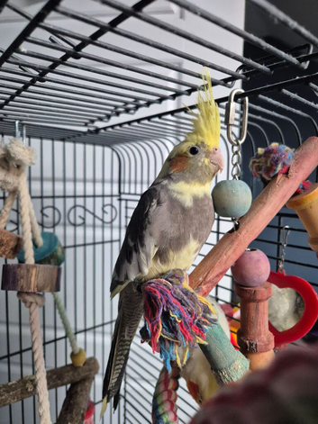 2 unsexed cockatiels